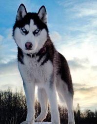 Это маламут, а не хаски. А отличить их очень просто: видите у собаки большой белый хер на лбу? Это хаски. А если похожее на сердце - маламут.