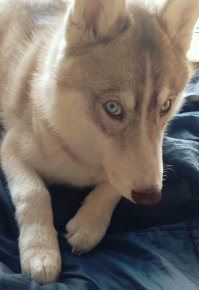 знаю, живёт у меня один такой персонаж :)