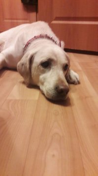 А вот и наша красавица, грустит по папке