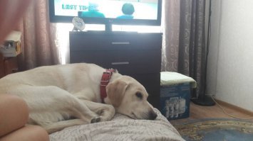 А вот и наша красавица, грустит по папке