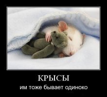 В почтовых отделениях Приморья посылками закусывают крысы 