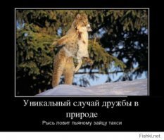 Львица, потерявшая детёнышей, приютила маленькую антилопу