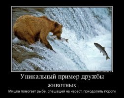 Львица, потерявшая детёнышей, приютила маленькую антилопу