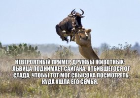 Львица, потерявшая детёнышей, приютила маленькую антилопу