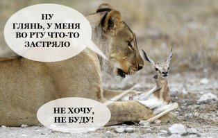 Львица, потерявшая детёнышей, приютила маленькую антилопу