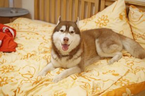 Ну вообще это хаски . А отличить можно по цвету глаз, маламуты не бывают голубоглазыми или разноглазыми . И поверьте отсутствие как вы выразились (большого хера) на лбу не означает ,что это маламут . Вот мой хась как видите никакого члена нет