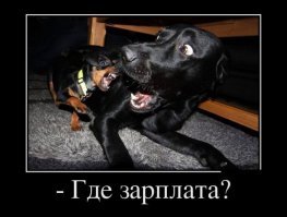 Лучшие собачьи селфи для поднятия настроения