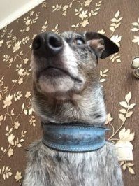 Лучшие собачьи селфи для поднятия настроения