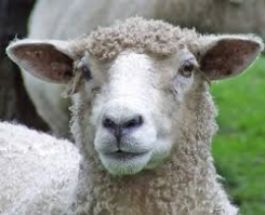 Сорян, только с гор спустился, <span style='color:gray'>[мат]</span> знает какие у вас тут правила, <span style='color:gray'>[мат]</span> меня не дрезину, я обратно уеду.