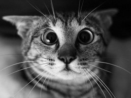 бедняга кошак, контузию получил