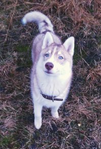 Знаешь автор, всё это конечно правда, частично, но не надо всех то под одну гребёнку, пол года назад завёл хася, до этого 15 лет держали далматина, не хотел хаски, честно, читал посты типа этого, думал напрочь отмороженная собака, но жене подсуетили, взяли. Что скажу по прошествии полугода, всё это трёп, лучше и милее пса нет, подход да, особый нужен, хаски ведь не совсем собака в нашем привычном понимании, хаски это ПЕРВАЯ собака которая пришла к человеку, она в первую очередь друг, не охранник, не охотник, воспитывать только интонацией, пощрениями, ни в коем случае силой нельзя, и тогда раскроется друг и помощник в полной мере, моему 8й месяц, дома ничего не сгрыз, до 5 месяцев ходил строго на пелёнку, сейчас два раза в день только на улице все дела делает, людей любит безумно, а глаза, за одни глаза пол жизни.....

Знакомьтесь Голден