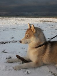 Знаешь автор, всё это конечно правда, частично, но не надо всех то под одну гребёнку, пол года назад завёл хася, до этого 15 лет держали далматина, не хотел хаски, честно, читал посты типа этого, думал напрочь отмороженная собака, но жене подсуетили, взяли. Что скажу по прошествии полугода, всё это трёп, лучше и милее пса нет, подход да, особый нужен, хаски ведь не совсем собака в нашем привычном понимании, хаски это ПЕРВАЯ собака которая пришла к человеку, она в первую очередь друг, не охранник, не охотник, воспитывать только интонацией, пощрениями, ни в коем случае силой нельзя, и тогда раскроется друг и помощник в полной мере, моему 8й месяц, дома ничего не сгрыз, до 5 месяцев ходил строго на пелёнку, сейчас два раза в день только на улице все дела делает, людей любит безумно, а глаза, за одни глаза пол жизни.....

Знакомьтесь Голден