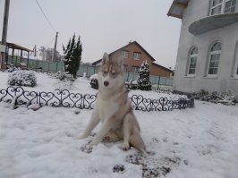 Знаешь автор, всё это конечно правда, частично, но не надо всех то под одну гребёнку, пол года назад завёл хася, до этого 15 лет держали далматина, не хотел хаски, честно, читал посты типа этого, думал напрочь отмороженная собака, но жене подсуетили, взяли. Что скажу по прошествии полугода, всё это трёп, лучше и милее пса нет, подход да, особый нужен, хаски ведь не совсем собака в нашем привычном понимании, хаски это ПЕРВАЯ собака которая пришла к человеку, она в первую очередь друг, не охранник, не охотник, воспитывать только интонацией, пощрениями, ни в коем случае силой нельзя, и тогда раскроется друг и помощник в полной мере, моему 8й месяц, дома ничего не сгрыз, до 5 месяцев ходил строго на пелёнку, сейчас два раза в день только на улице все дела делает, людей любит безумно, а глаза, за одни глаза пол жизни.....

Знакомьтесь Голден