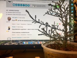 Sequoiadendron  растет у меня в горшке уже почти год...