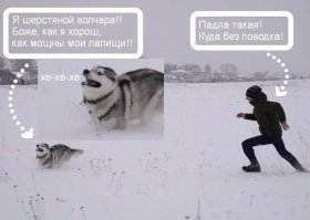 20 причин не заводить себе хаски