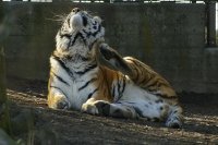 Да сдался нам этот ваш транзит, пфф, у нас есть торф и щебень, можем весь мир им завалить, если захотим.