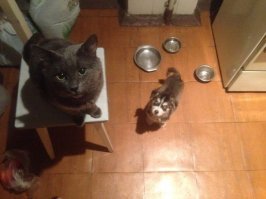 Я свою подобрал в том возрасте, когда котяра был больше неё ))) Но это хурма, чтобы этот демон уснул ночью - мне приходилось ей палец в рот засовывать, как соску блин)