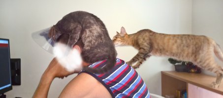 Вот, вы нас понимаете :) А у нас 7 хвостов, и все очень любят моего мужа - им прямо по очереди нужно на него залезть :) Работать невозможно иногда :)