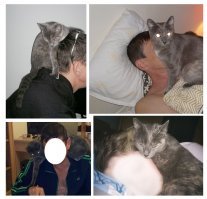 Просто вы не знаете, какие бывают приставучие кошки - мы уже привыкли, что она постоянно у нас на шее, привыкли, что она вылизывает нам волосы, и даже привыкли, что она, в порыве ласки, постоянно "бодается". Но ведь это почти всё время! И днём и ночью. Конечно, иногда бесит и хочется просто нормально выспаться - без мокрого носа в ухе или мурчания с соплями в глаз. А когда остальные хвостатые начинают ревновать и случаются выяснения отношений прямо "на нас" - вообще боишься, чтобы глаз ненароком не выцарапали :)