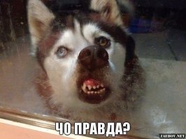 20 причин не заводить себе хаски