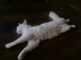 Как хочу, так и сплю: 20 животных, которые спят в самых забавных позах