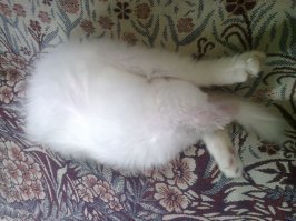 Как хочу, так и сплю: 20 животных, которые спят в самых забавных позах