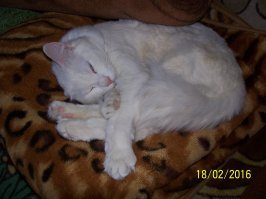 Как хочу, так и сплю: 20 животных, которые спят в самых забавных позах