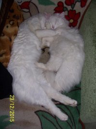 Как хочу, так и сплю: 20 животных, которые спят в самых забавных позах