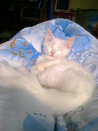 Как хочу, так и сплю: 20 животных, которые спят в самых забавных позах