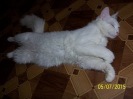 Как хочу, так и сплю: 20 животных, которые спят в самых забавных позах