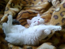 Как хочу, так и сплю: 20 животных, которые спят в самых забавных позах