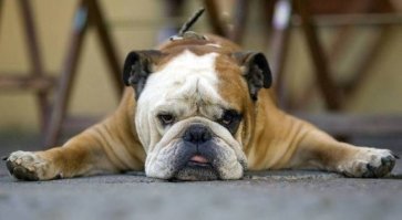 А бульдог собака )