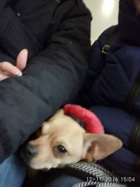 20 пап, которые не хотели, чтобы в их доме поселилась собака 