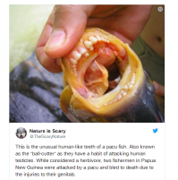 Эта не Федорцова, написано же ПАКУ, Новая Гвинея и автор другой