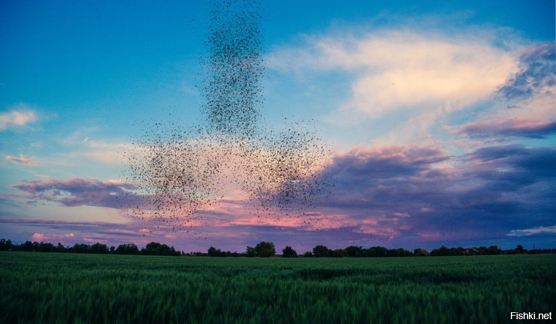 Птицы рисуют: стаи скворцов создают удивительные фигуры в небе