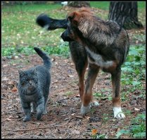 40 позитивных картинок, которые скрасят ваш день