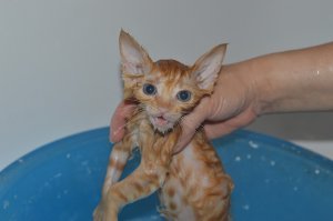 Гай весил всего 217 граммов, когда мы его нашли. Ему было 4 недели от роду, так что он должен был весить по крайней мере 500 граммов  
Я своего взял в 3 недели, так он был чуть больше моей небольшой ладони и весил не больше 200 грамм, хотя был достаточно круглый. 
На фотках ему где-то месяц.