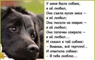 Просто невероятно, как преобразился бездомный пес всего за 8 месяцев!