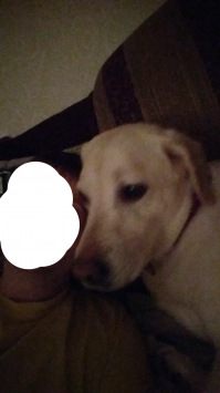 Взяли 2 недели назад из приюта Гретта 11 лет лабрадор, пока жена ездила смотреть, упорно ей намекал, а надо ли нам это, сами за ней будете ухаживать, было много сомнений, пока ее сам не увидел, лучшая собака на свете, люблю ее и в 5 утра встаю выгуливать и спит с нами, короче оказалось что я очень люблю собак.