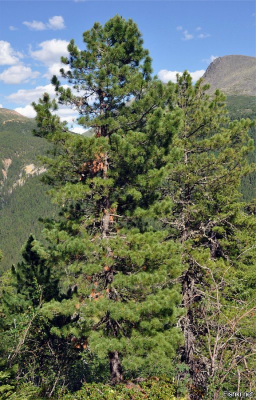 Pinus sibirica - Кедр сибирский))

Пинус сибиряка звучит еще круче