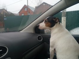 А это моя собака, против появления которой в нашем доме я был против:) Сопровождает меня в поездках на авто.