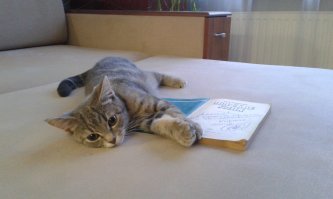 Моя тварюга узлами морскими увлеклась)))