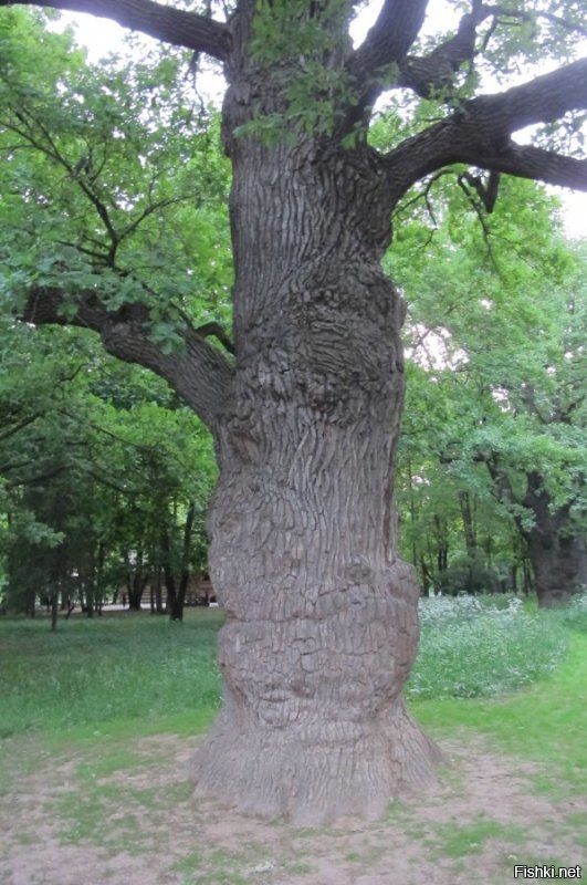 Секвойи, конечно, круто, но мне до них не добраться, к сожалению. Вот старейшие деревья (дубы) Москвы, в Коломенском, обнимал.