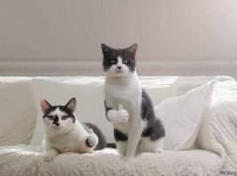 По неподвижно замершему у стены котёнку ползали муравьи, но он терпеливо ждал человека