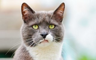 Новая звезда сети: "двуликая" кошка из Франции с уникальным окрасом