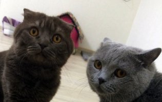 Ромбики от ковра - как доказательство