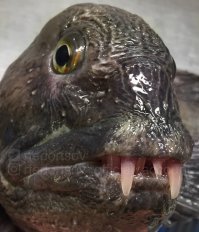 Новые фотографии морских «чудовищ» Романа Федорцова