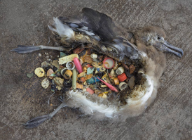 К сожалению это не единственный случай(
Спрашивается кто здесь животные?