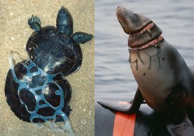 К сожалению это не единственный случай(
Спрашивается кто здесь животные?