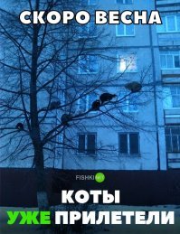 Наши коты не такие..они летать умеют.